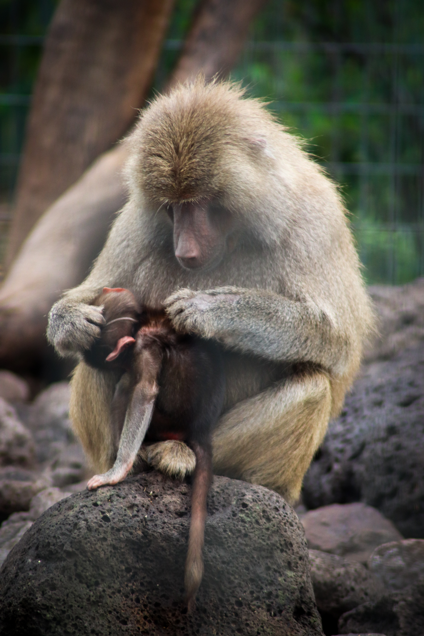 Hamadryas Baboon Grooming Baby (Papio hamadryas) - February 2020