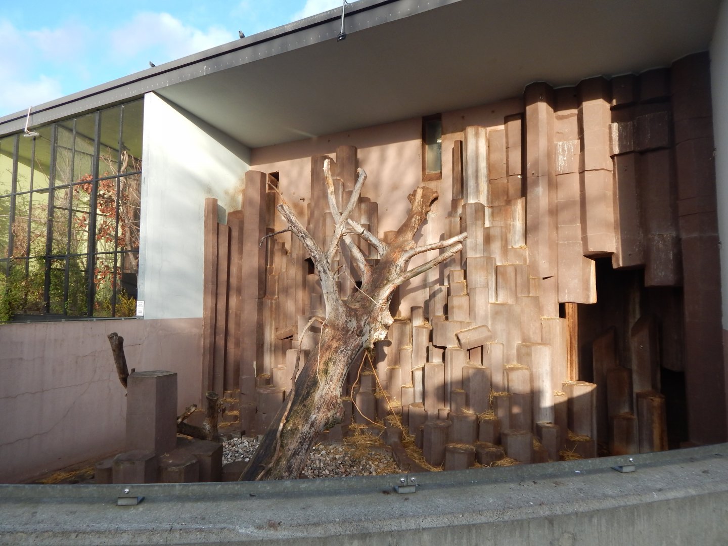 Hamadryas baboon habitat 261124