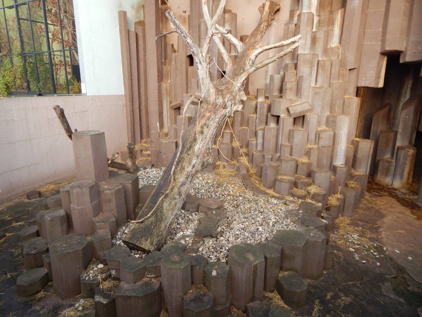 Hamadryas baboon habitat 261124