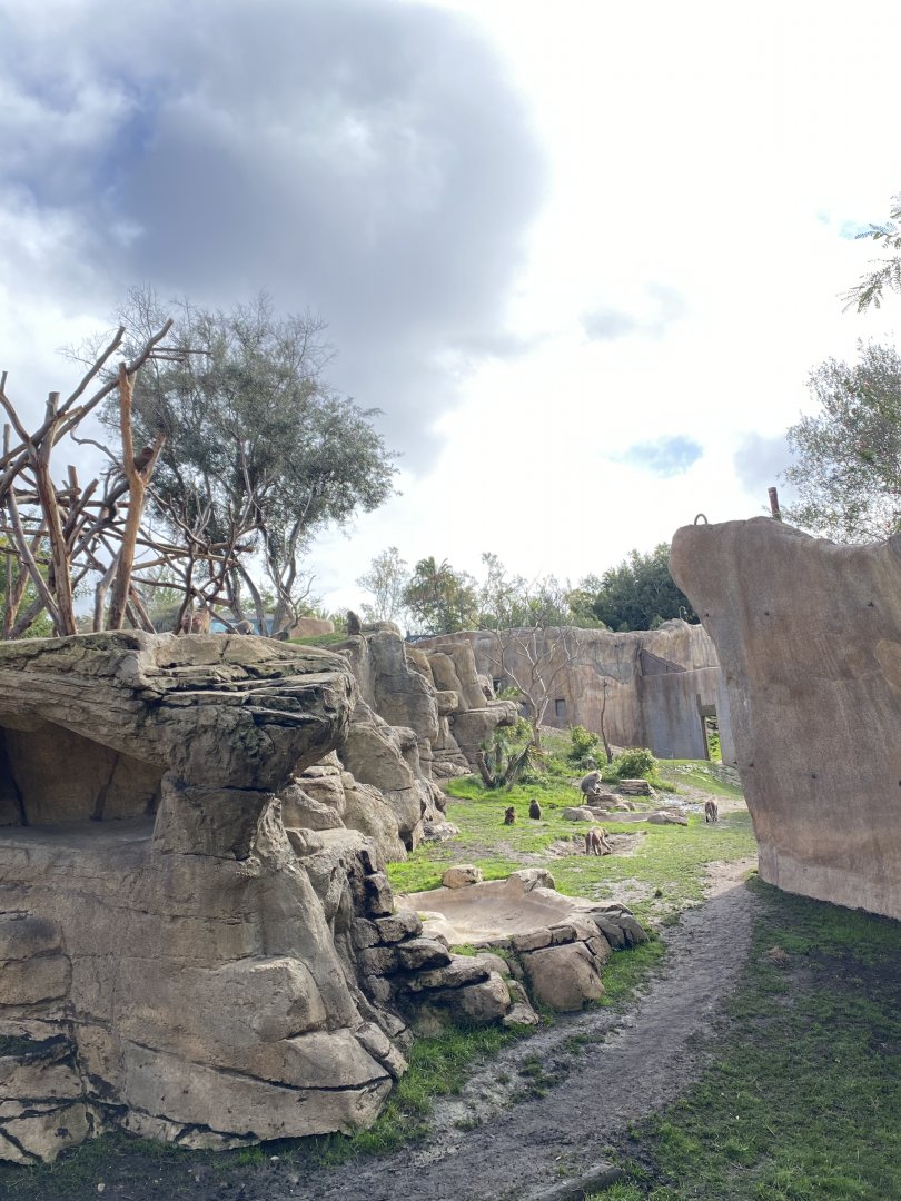 Hamadryas Baboon Habitat - Africa Rocks