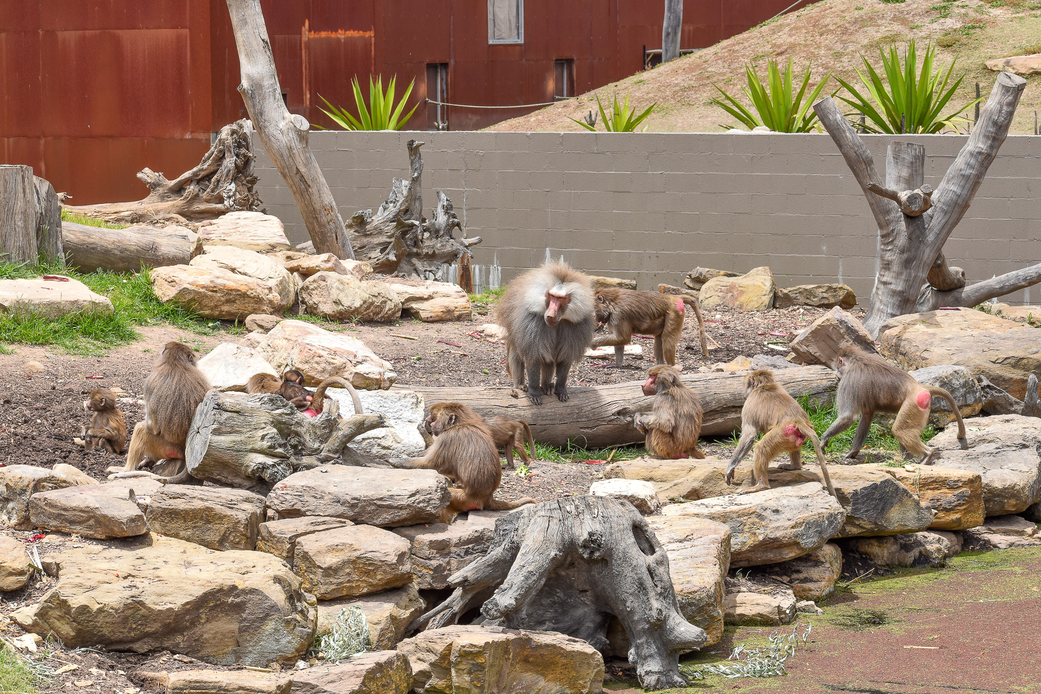 Hamadryas Baboon harem
