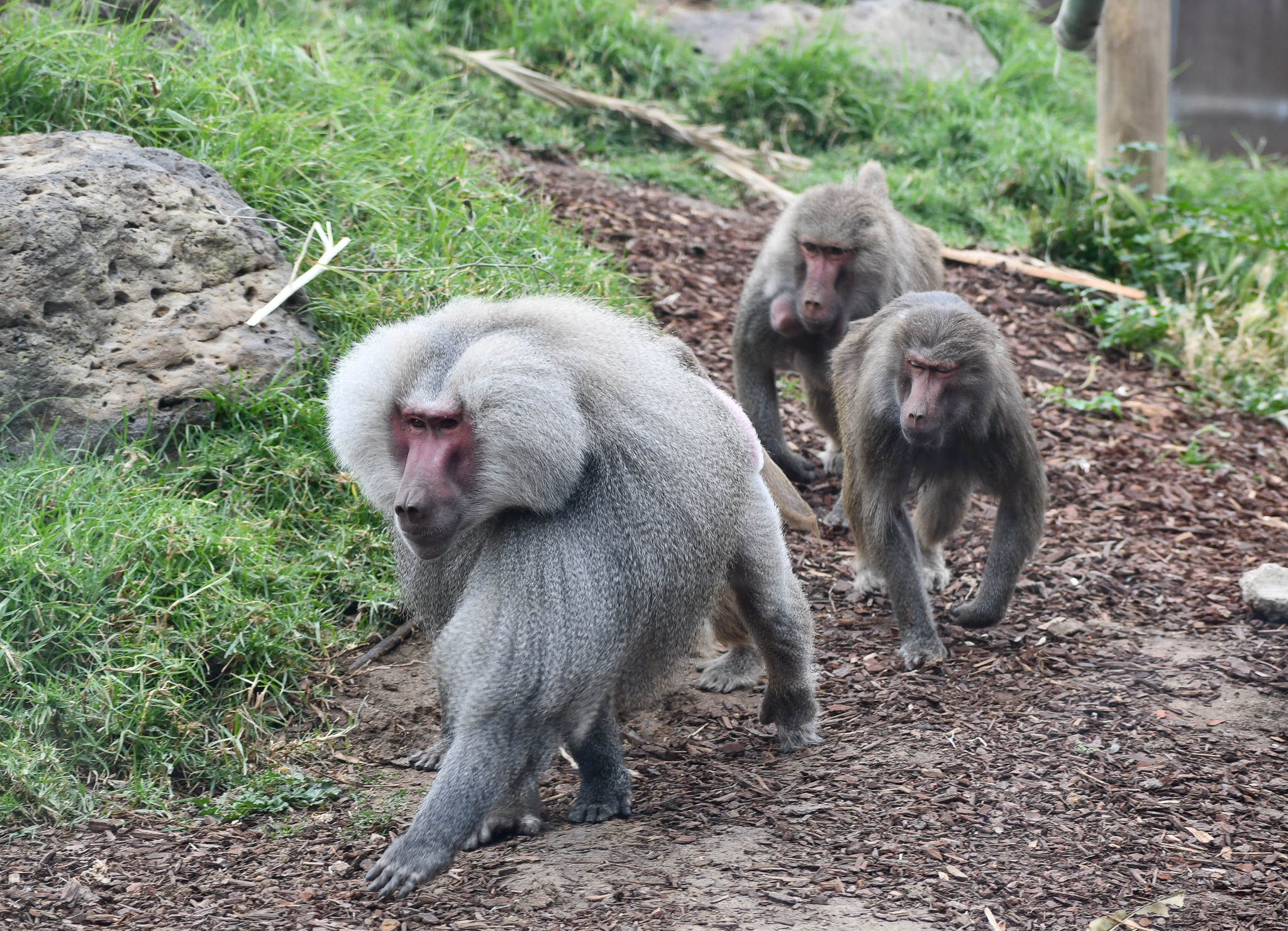 Hamadryas Baboon harem