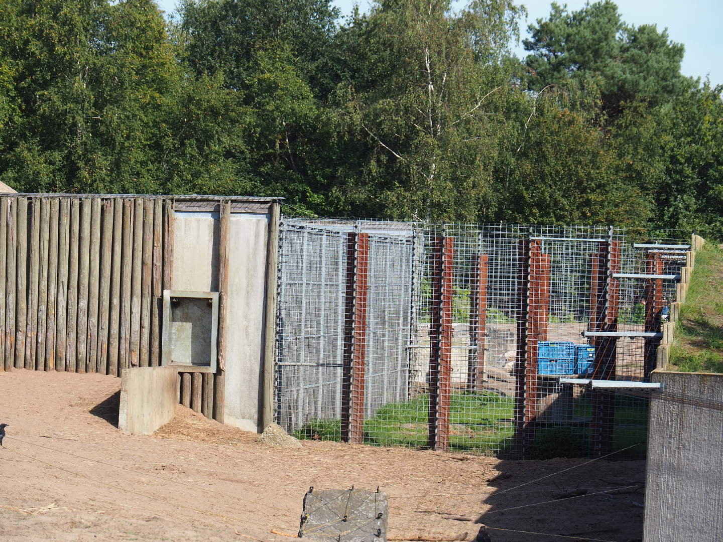 Hamadryas baboon holding cages, 2019-09-15