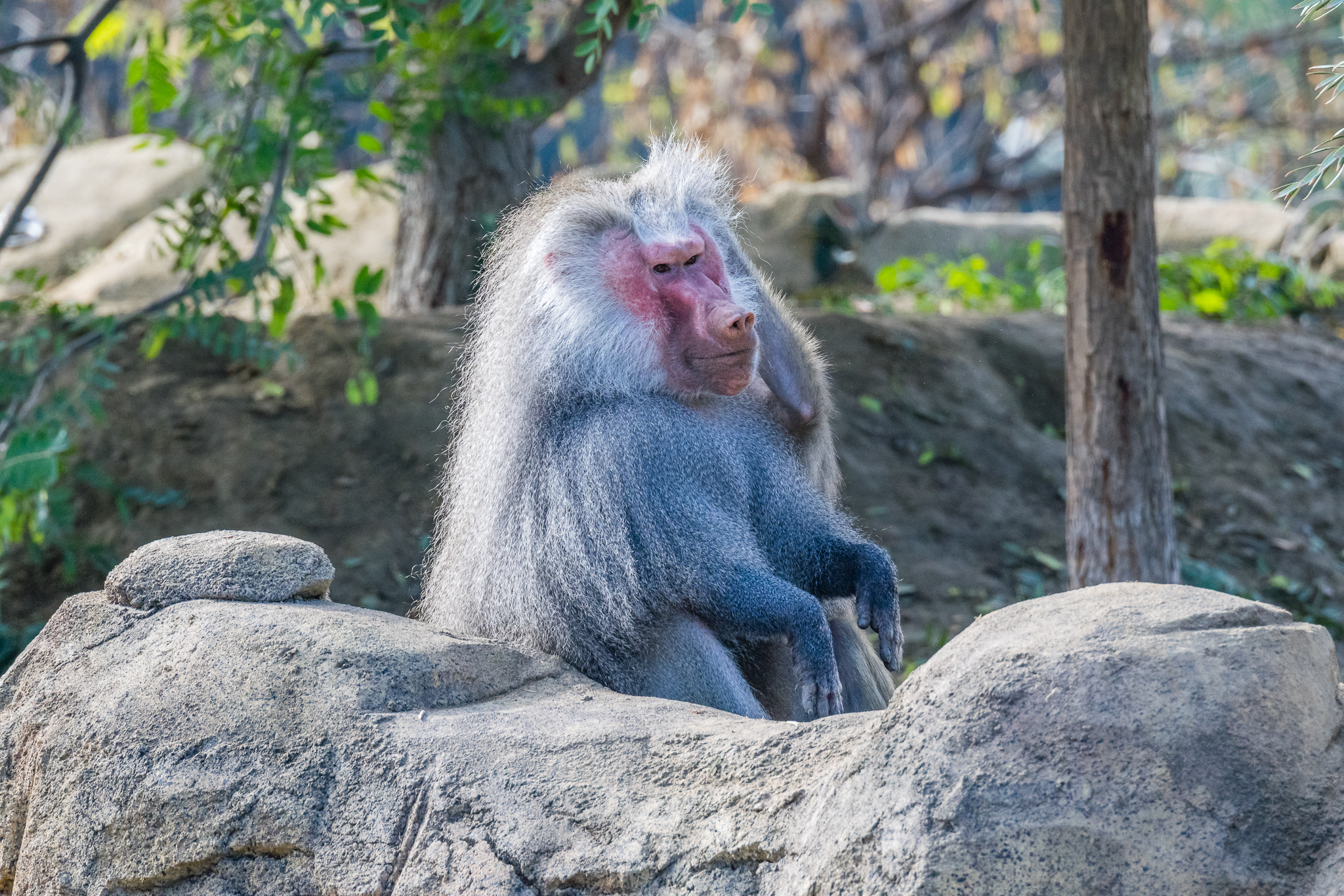 Hamadryas Baboon in the Ethiopian Highlands.