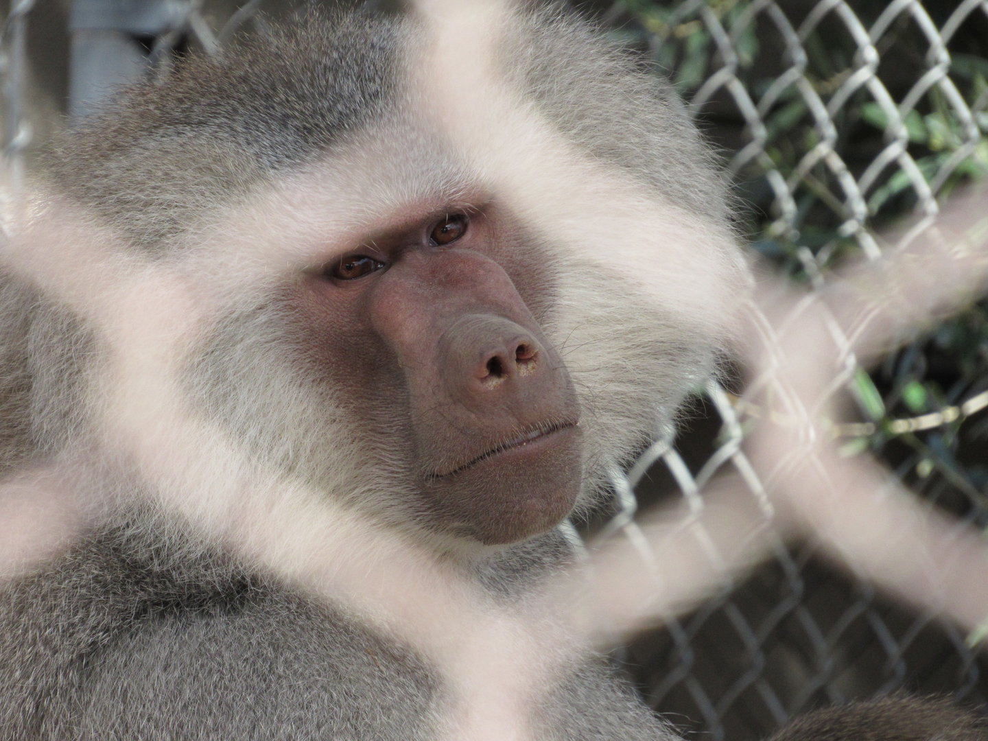 Hamadryas Baboon in the Safari Park - 3/6/23