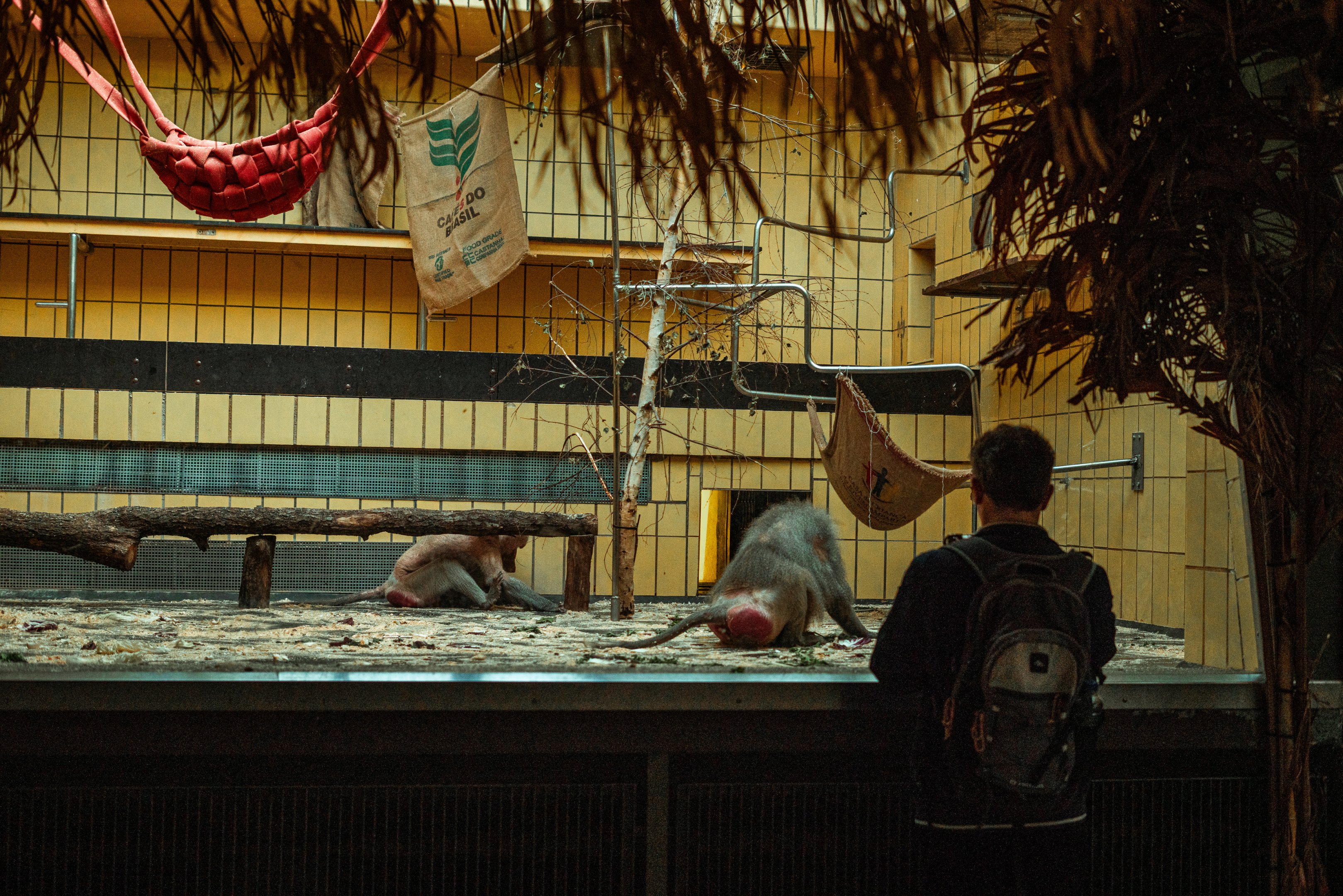 Hamadryas baboon indoor area