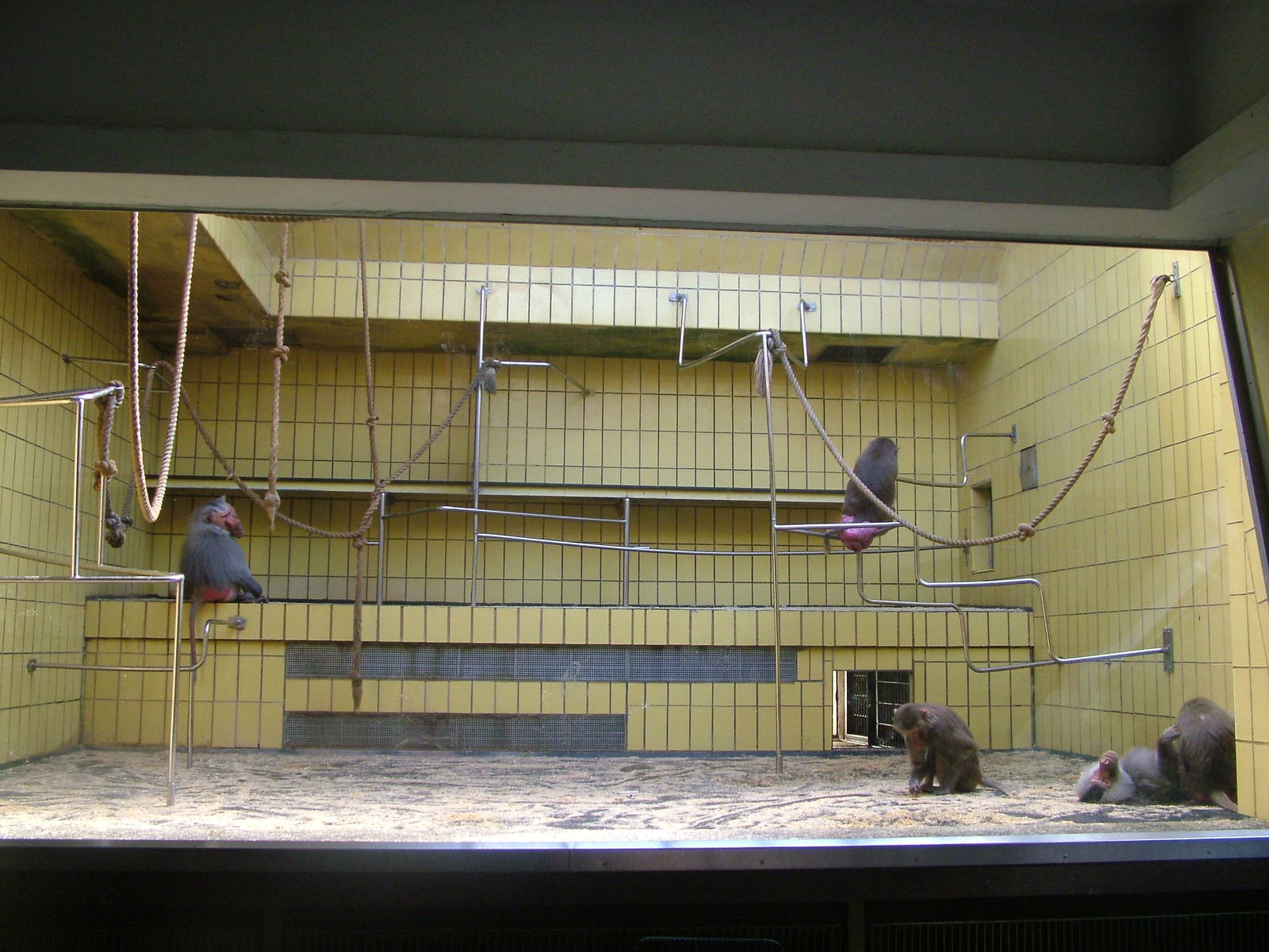 Hamadryas Baboon Indoor Exhibit at Frankfurt 31/08/10