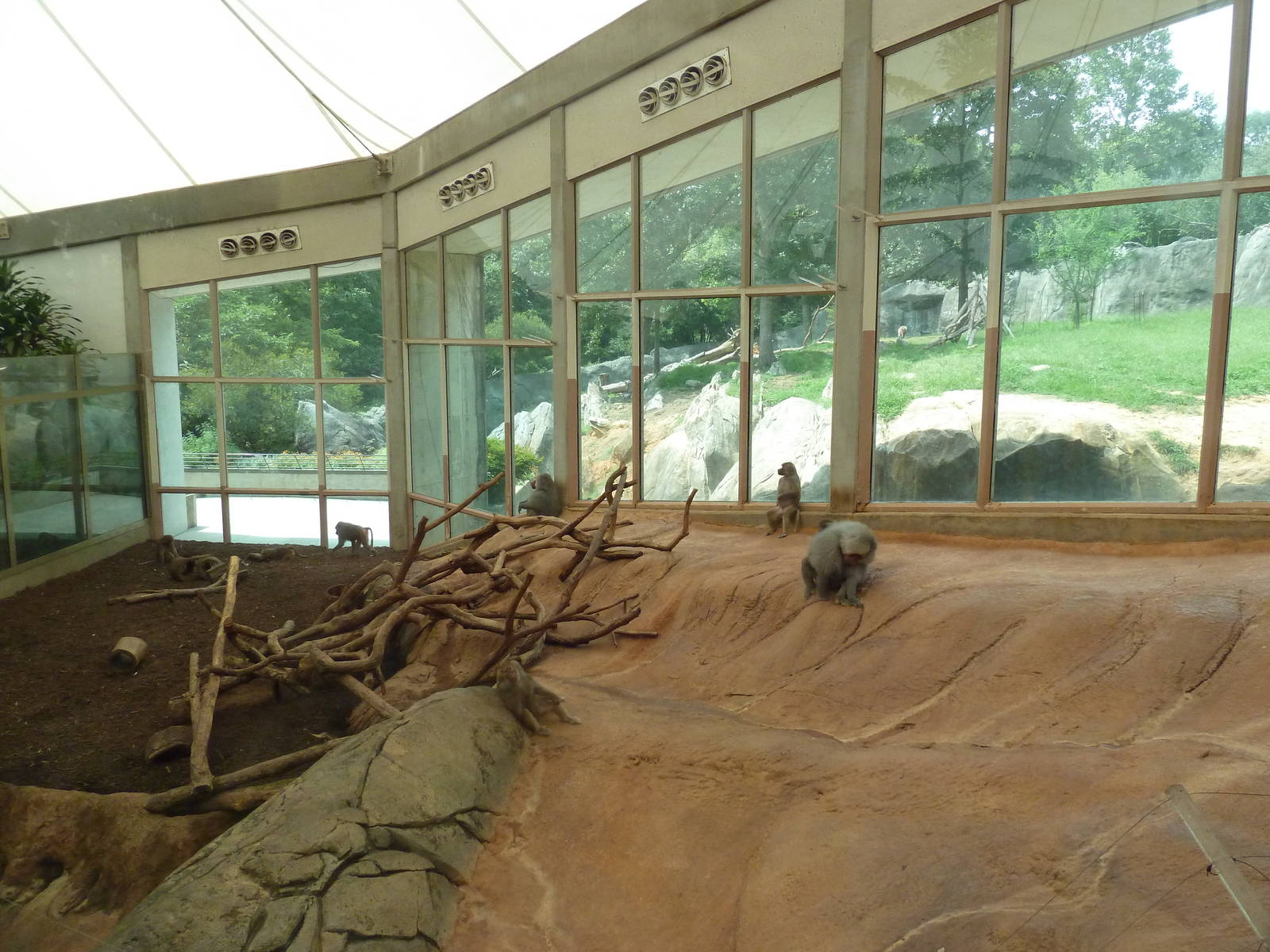 Hamadryas Baboon Indoor Exhibit
