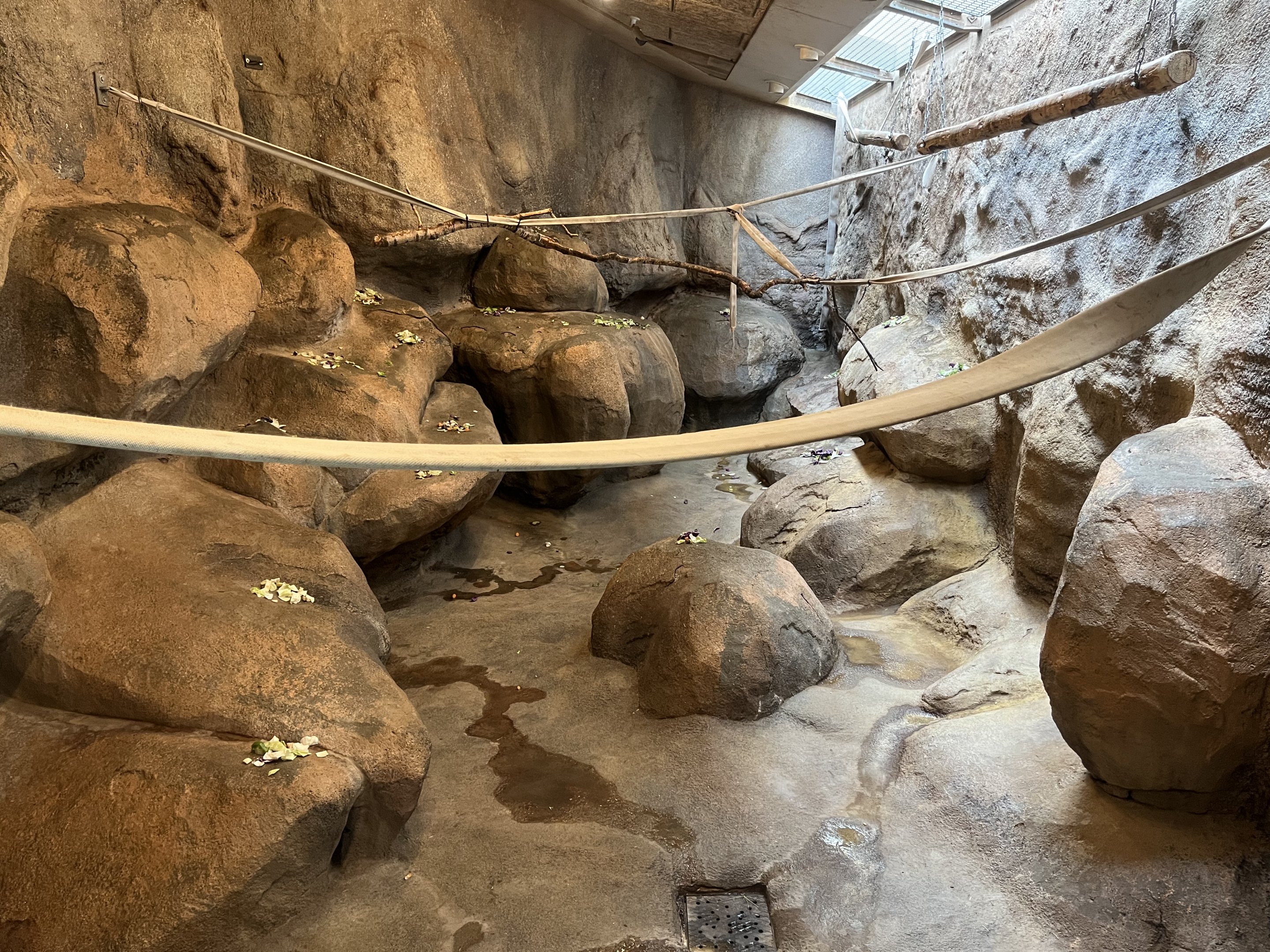 Hamadryas Baboon Indoor Exhibit