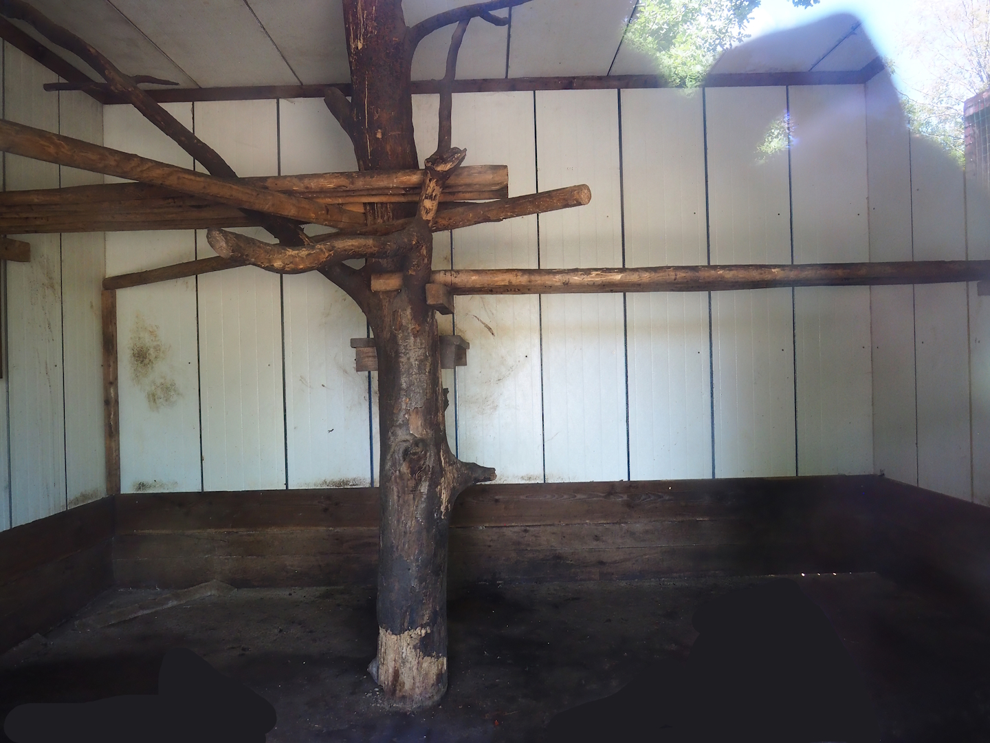 Hamadryas baboon indoor housing, 2023-06-24