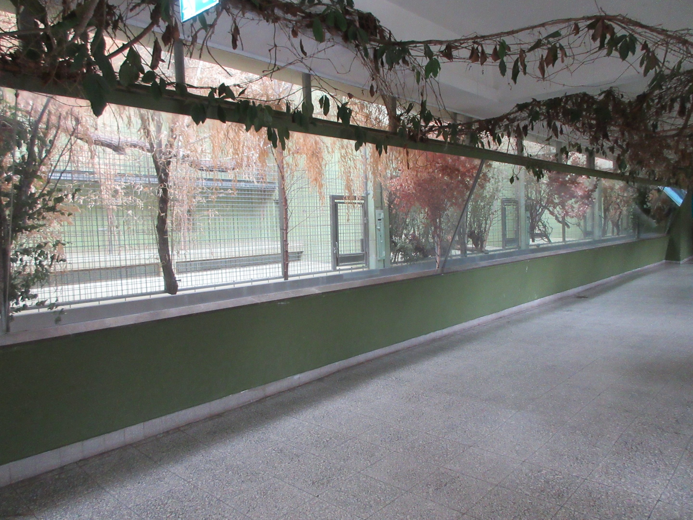 Hamadryas Baboon - Indoor Quarters