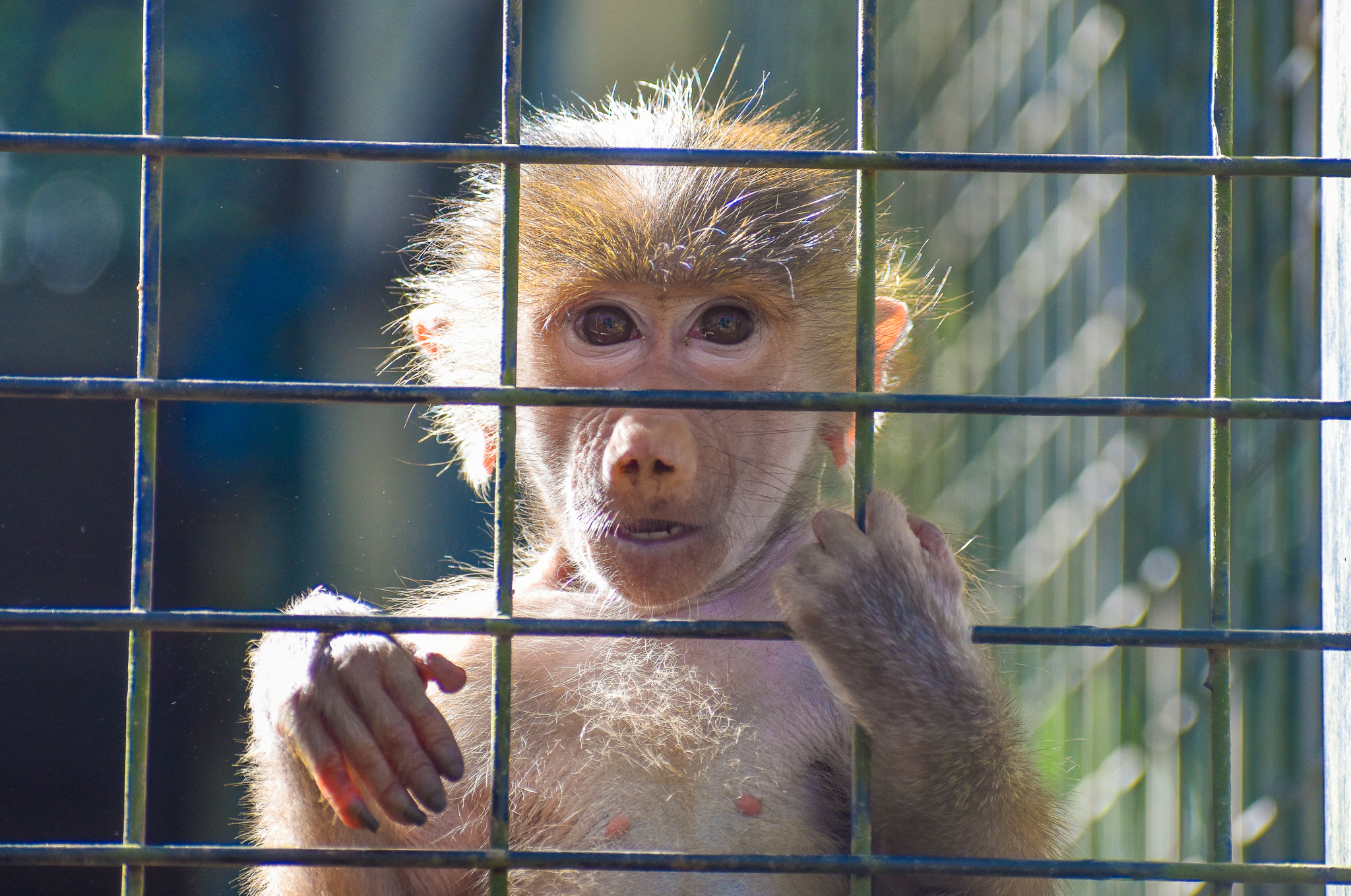 Hamadryas Baboon Infant
