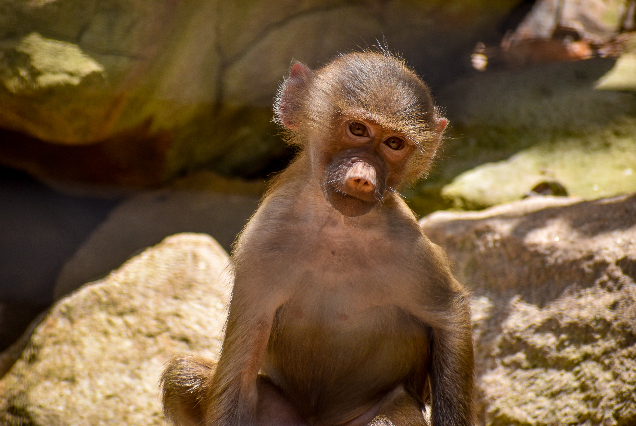 Hamadryas Baboon Infant