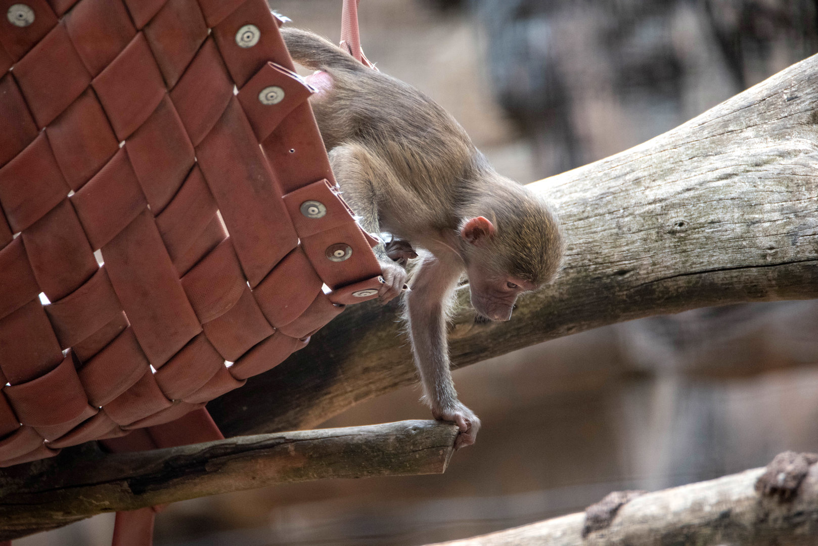 Hamadryas baboon infant