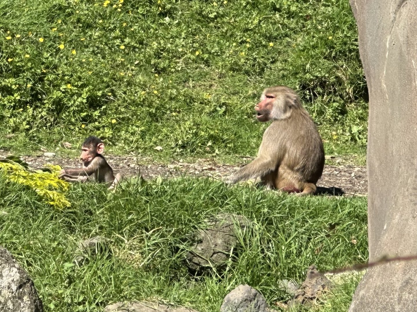 Hamadryas Baboon Infant
