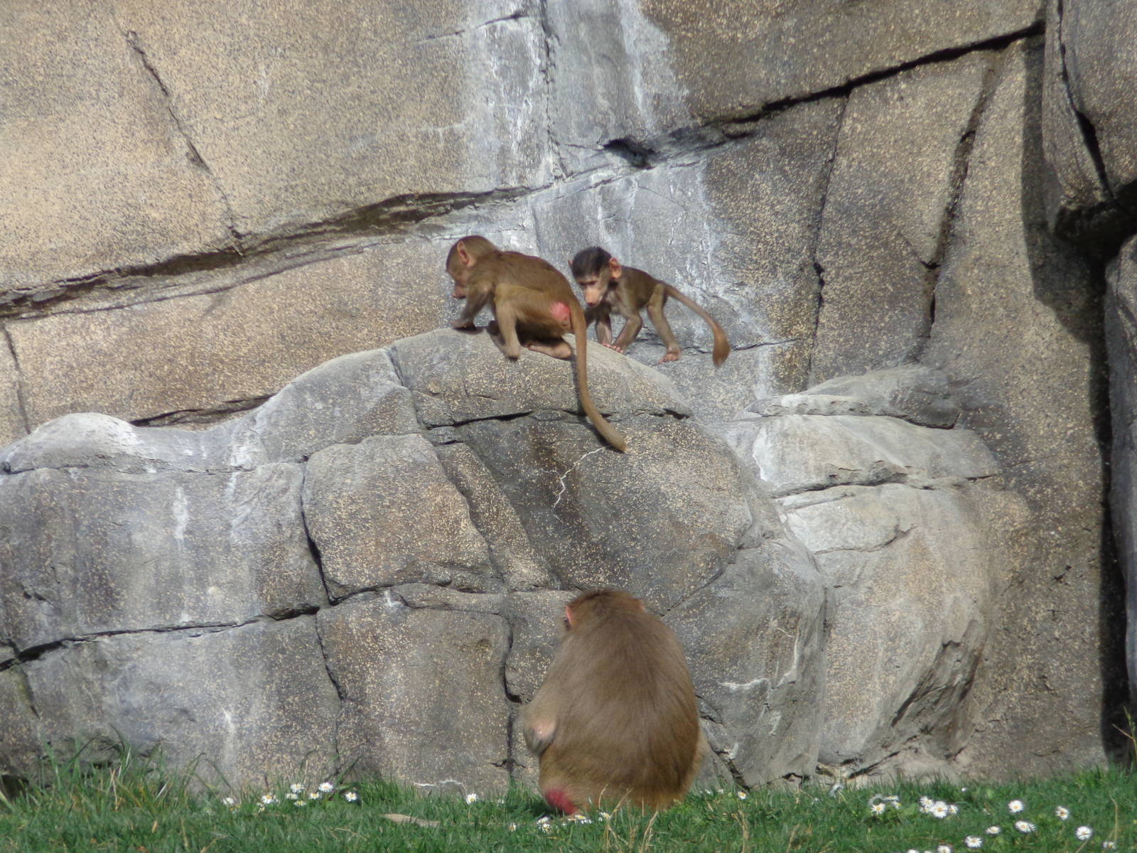 Hamadryas Baboon Infants