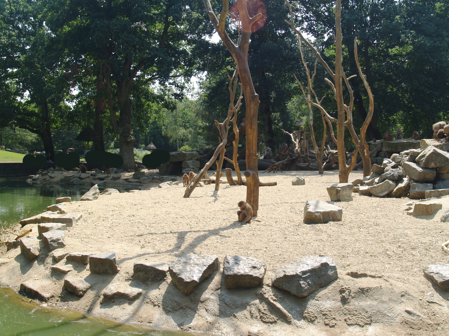 Hamadryas baboon island, 2006-07-08