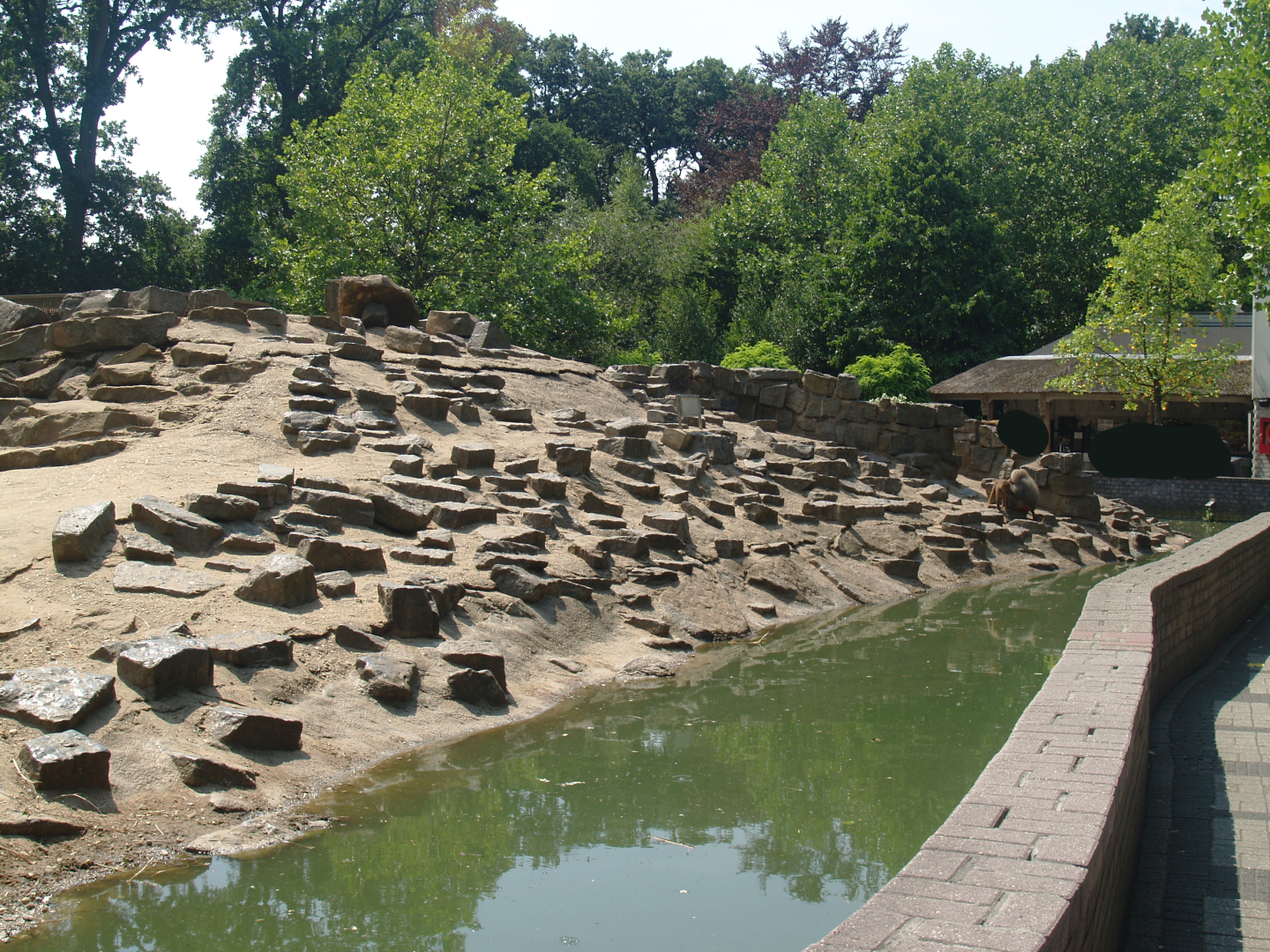 Hamadryas baboon island, 2006-07-08