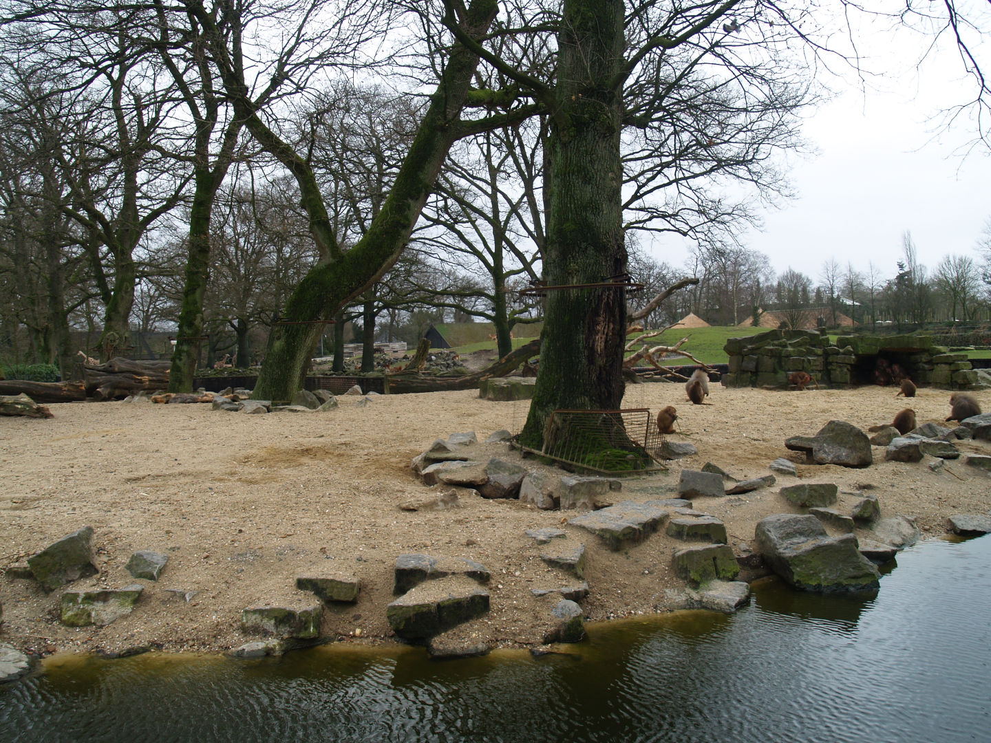Hamadryas baboon island, 2008-03-01