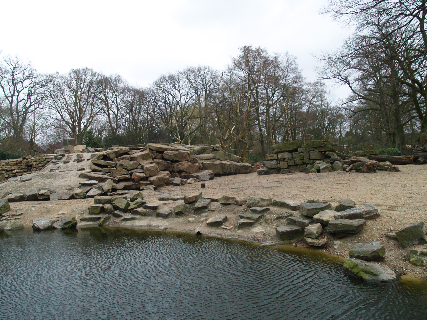 Hamadryas baboon island, 2008-03-01