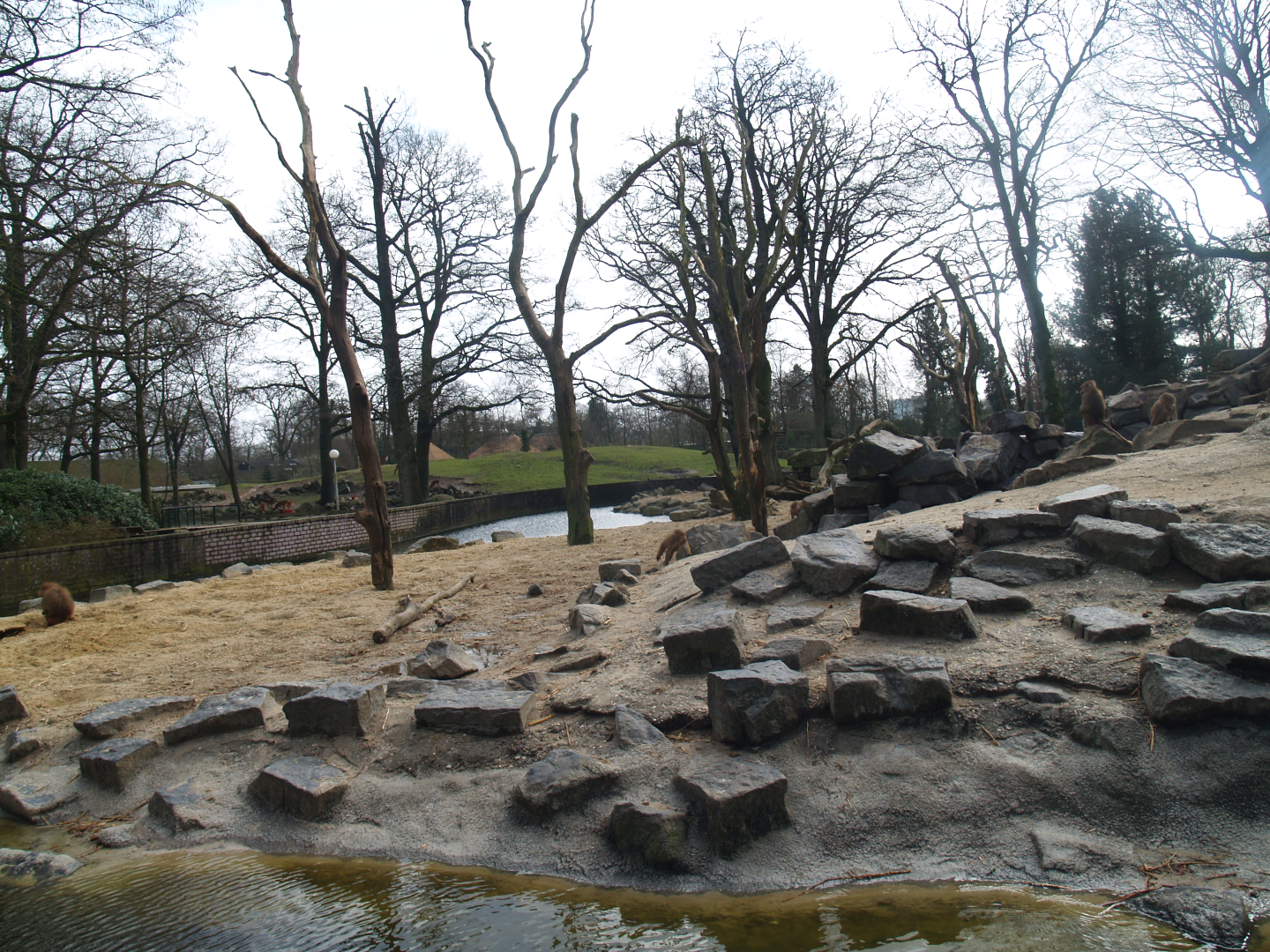 Hamadryas baboon island, 2008-03-01