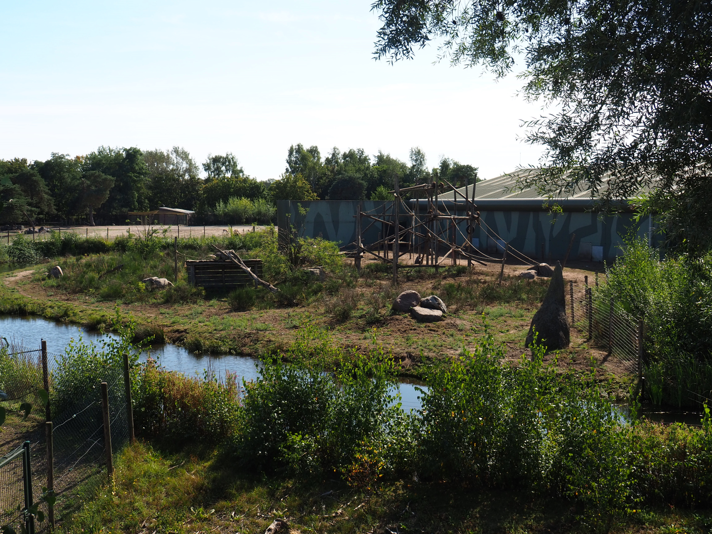 Hamadryas baboon island, 2019-09-15