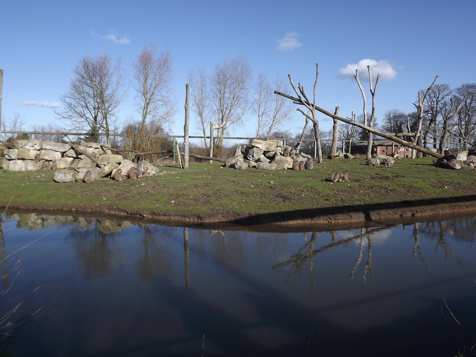 Hamadryas Baboon island at Flamingoland 19/02/12