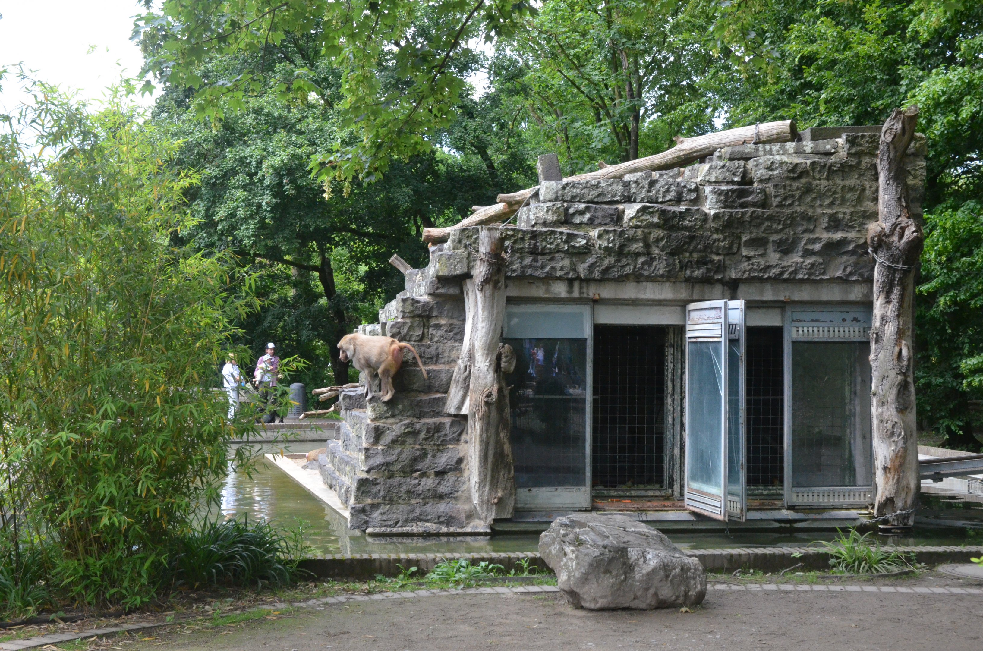 Hamadryas Baboon Island at Krefeld, 15/06/19