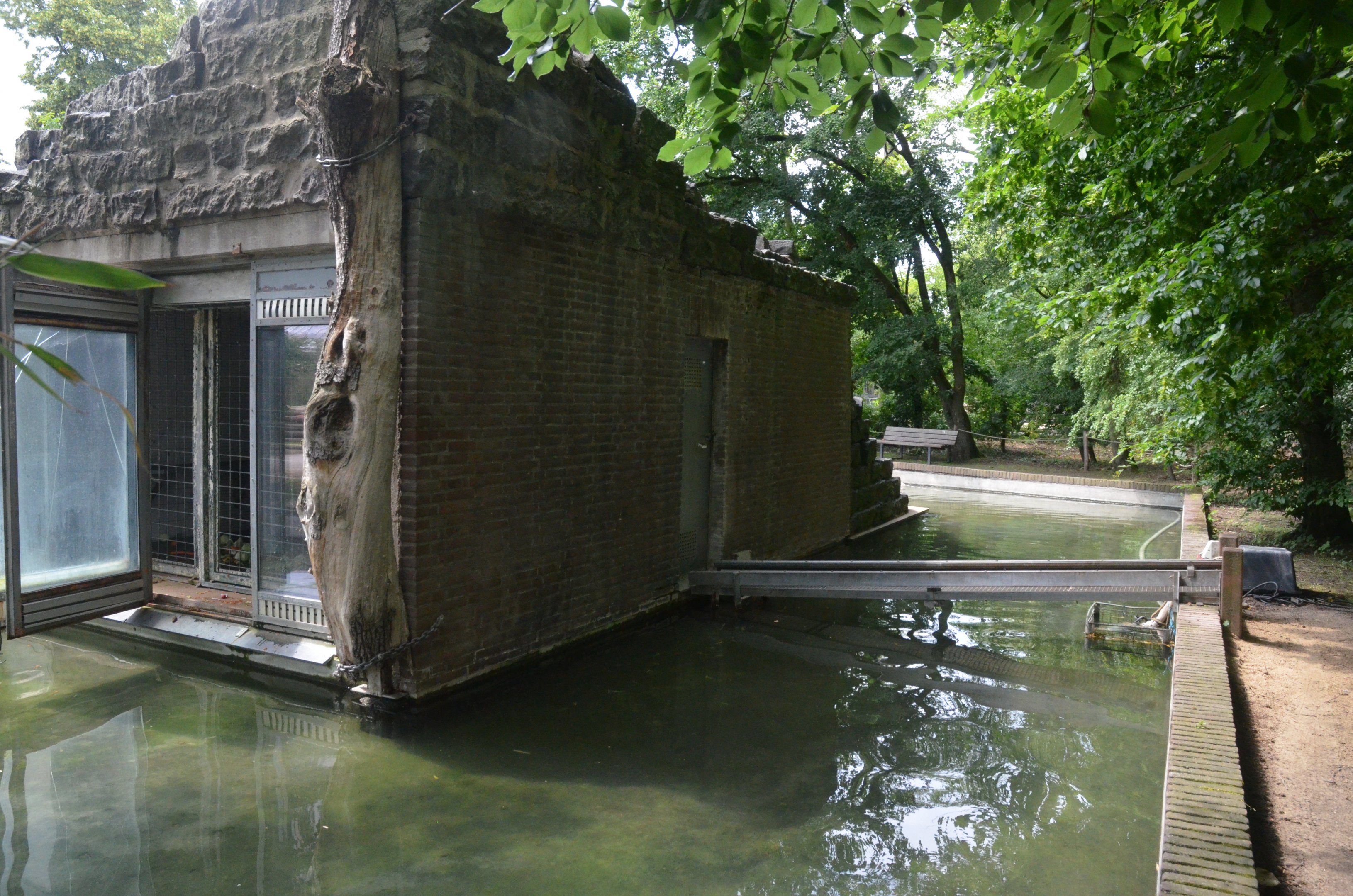 Hamadryas Baboon Island at Krefeld, 15/06/19