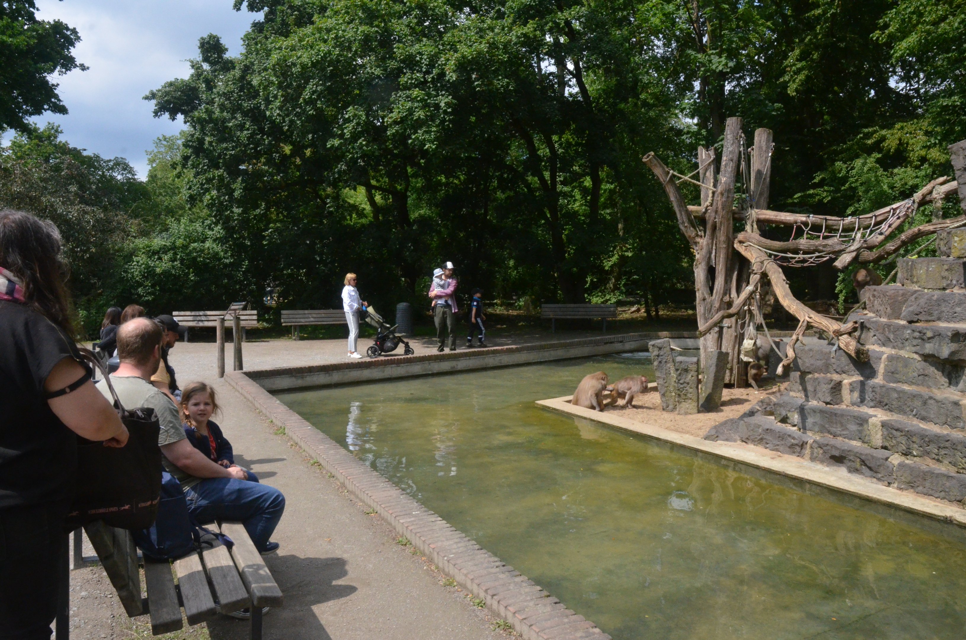 Hamadryas Baboon Island at Krefeld, 15/06/19