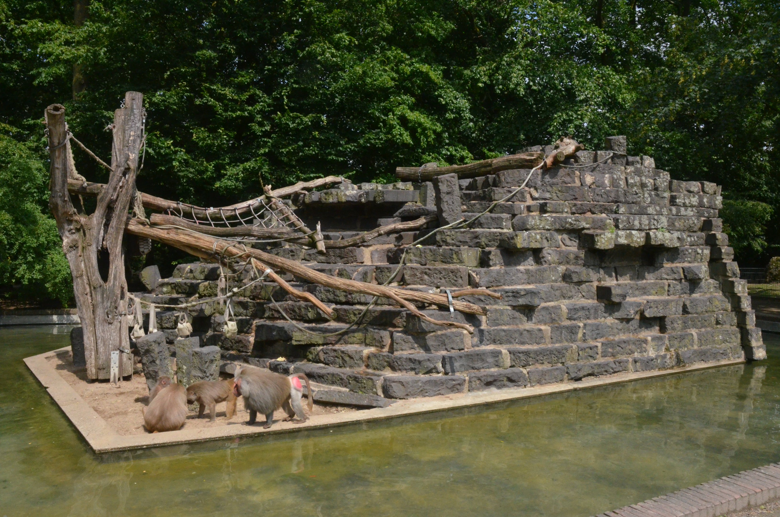 Hamadryas Baboon Island at Krefeld, 15/06/19