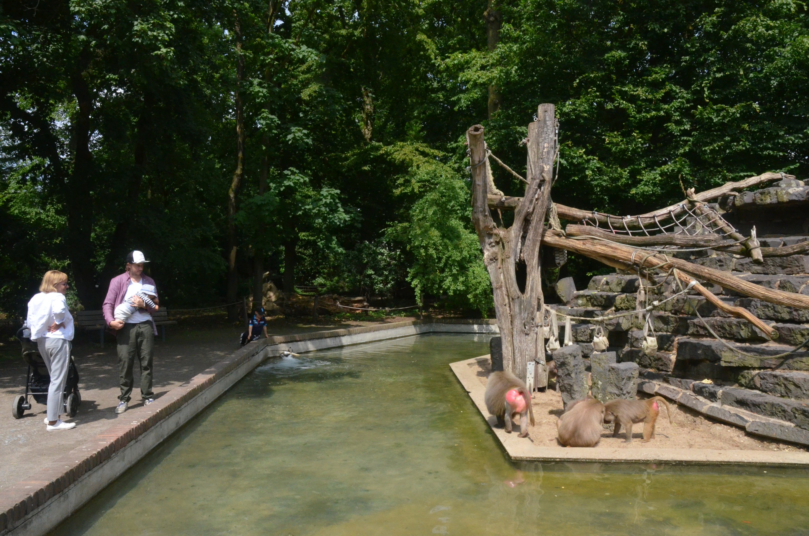 Hamadryas Baboon Island at Krefeld, 15/06/19