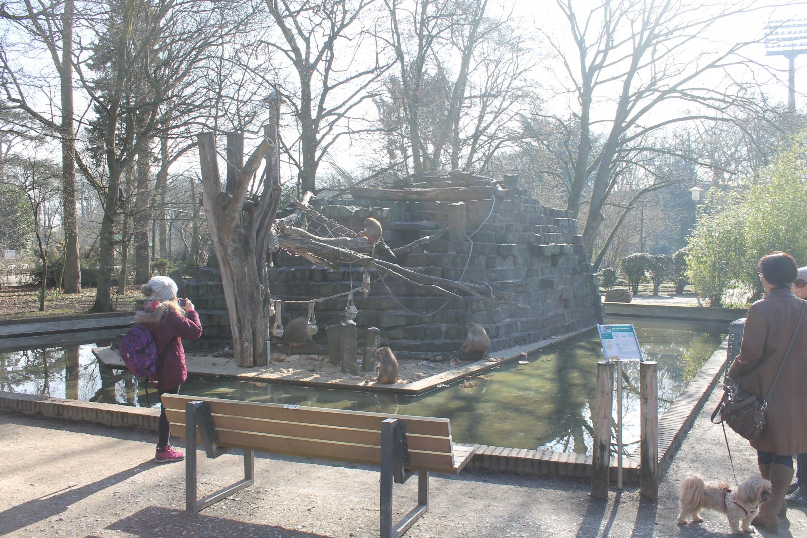 Hamadryas baboon-island