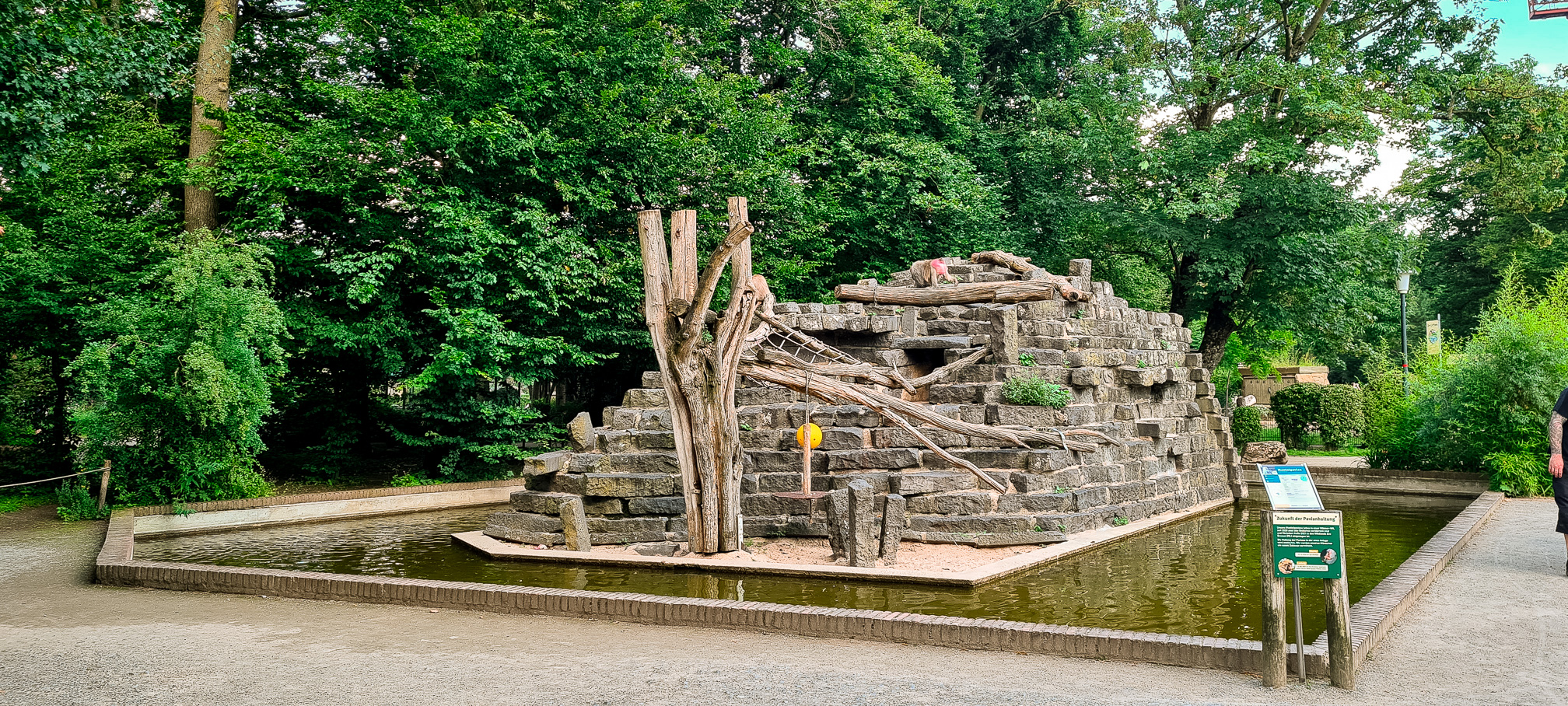 Hamadryas baboon island