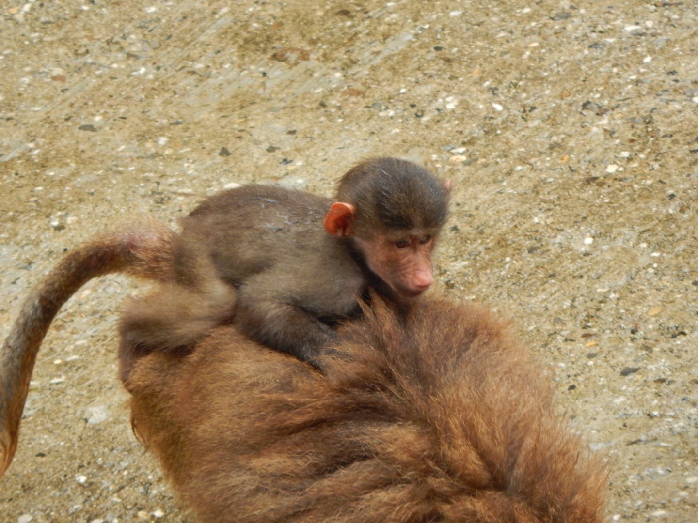 Hamadryas baboon juvenile 130624