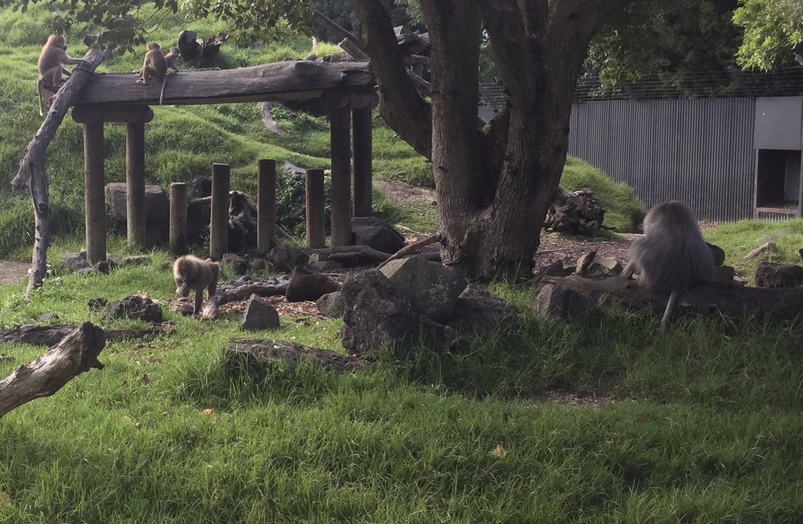 Hamadryas Baboon - Life Stages