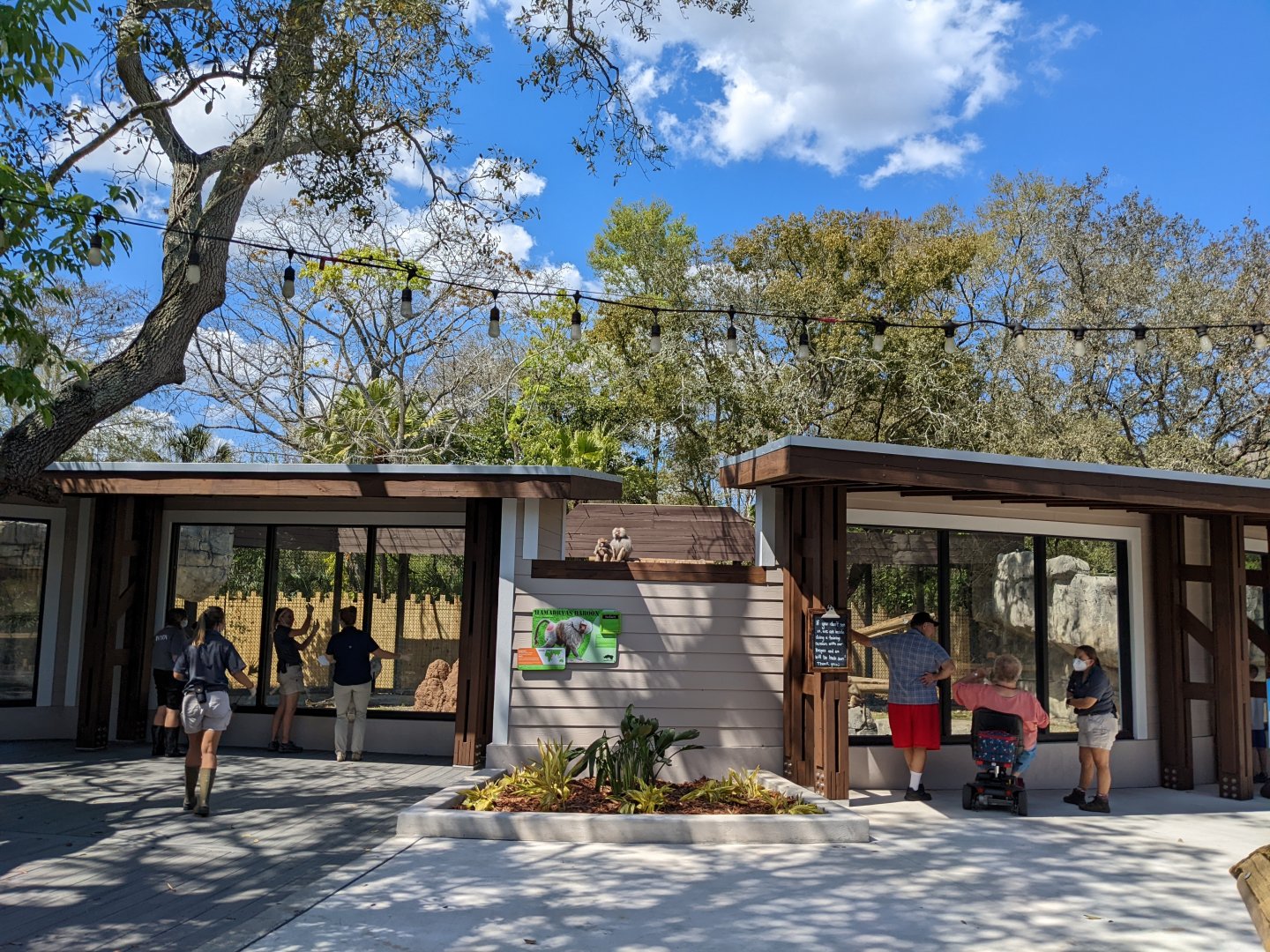 Hamadryas baboon main viewing areas