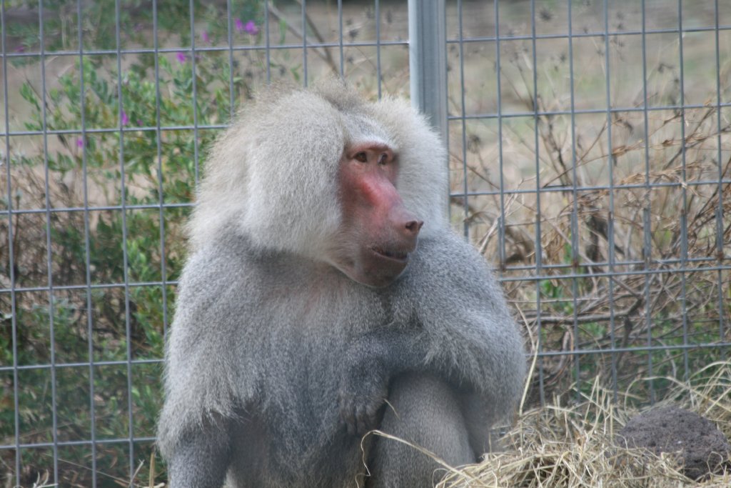 Hamadryas Baboon male