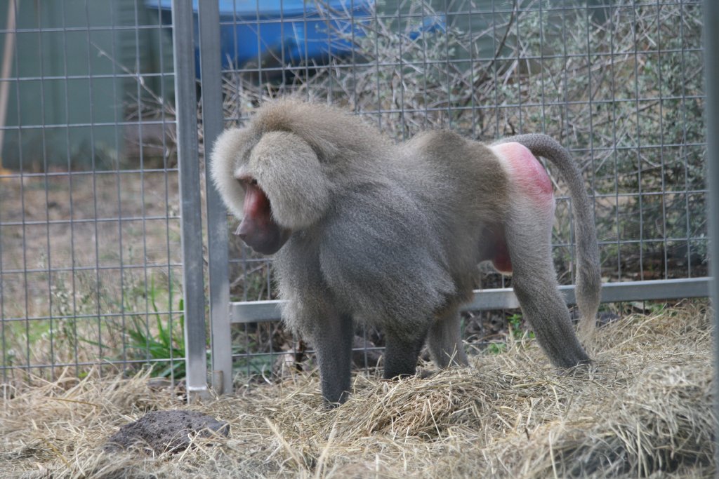 Hamadryas Baboon male