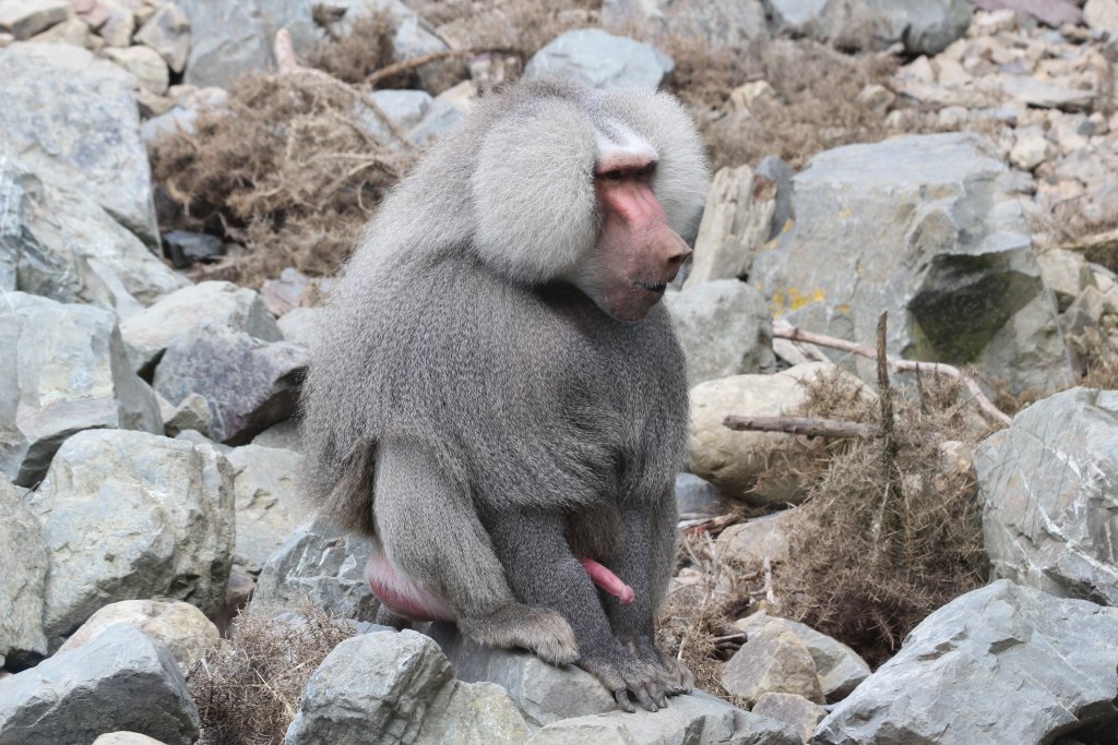 Hamadryas Baboon male