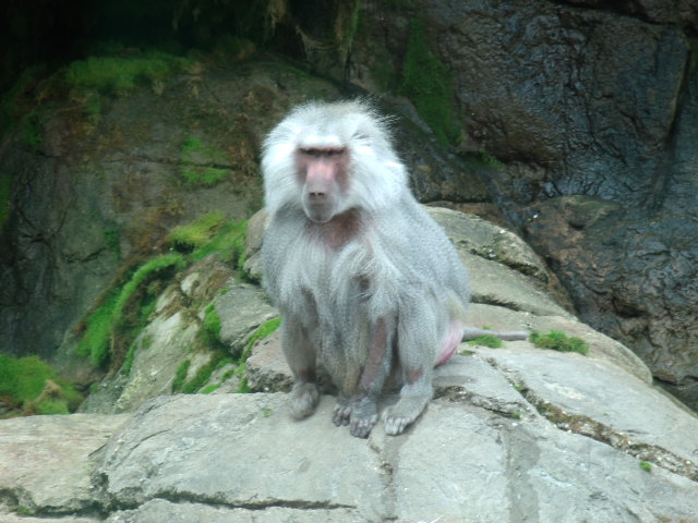 Hamadryas Baboon Male