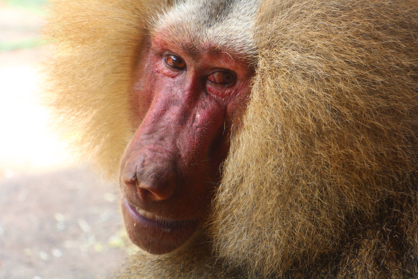 Hamadryas Baboon (male)