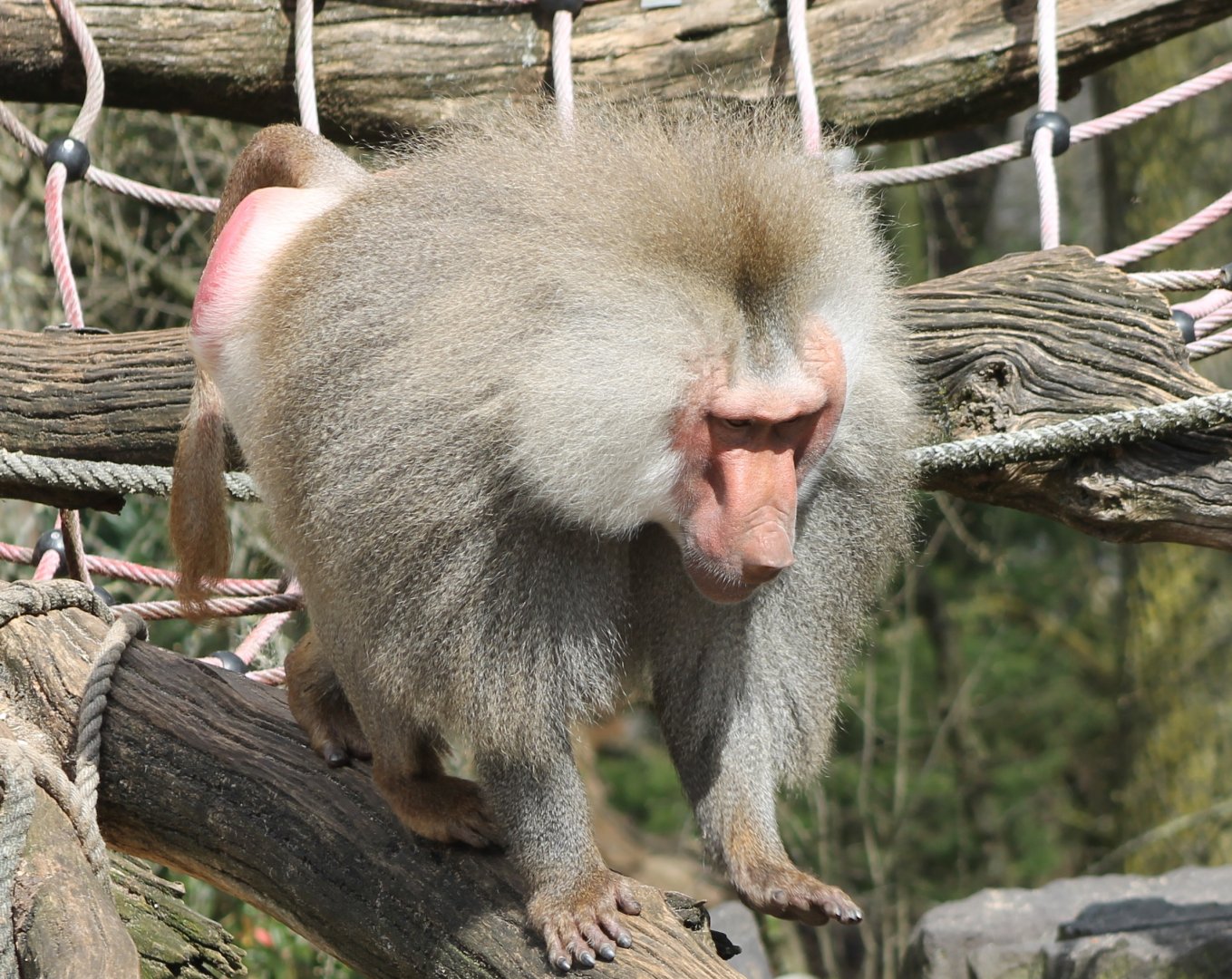 Hamadryas baboon - male