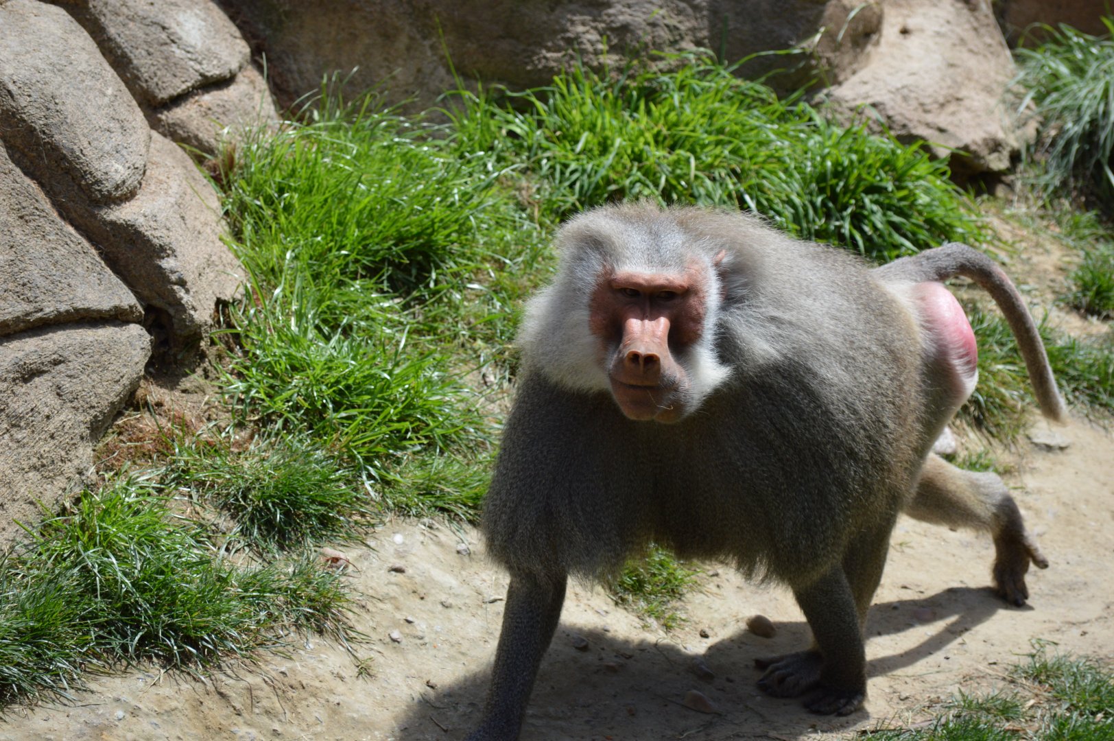 Hamadryas Baboon male