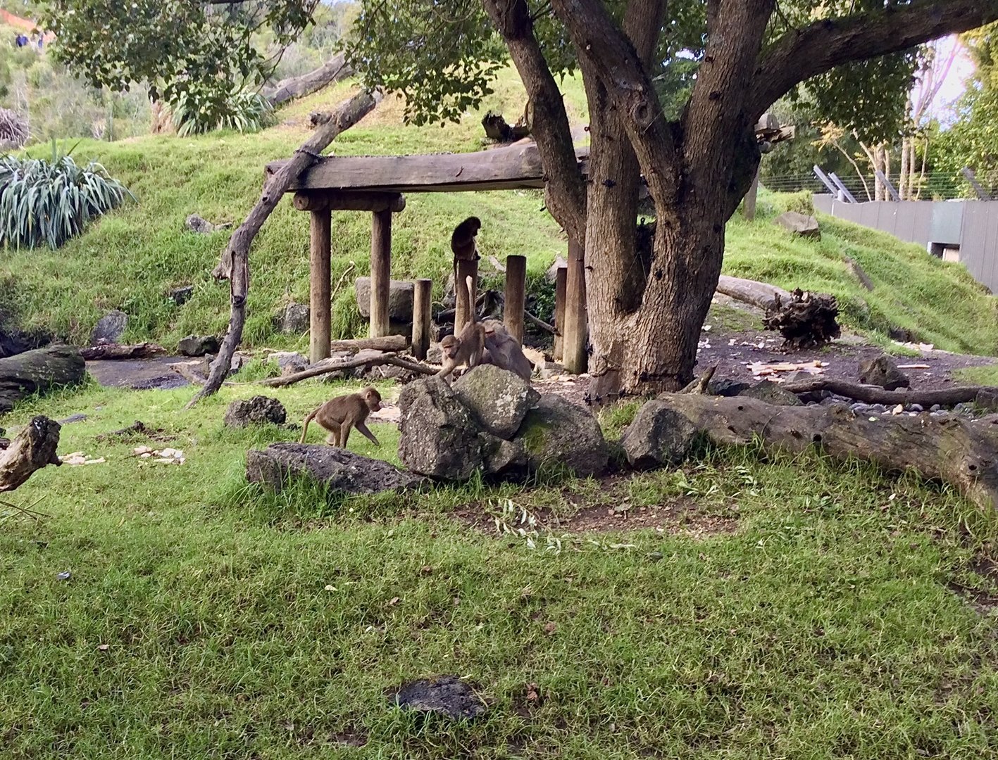 Hamadryas Baboon - Mali and Offspring