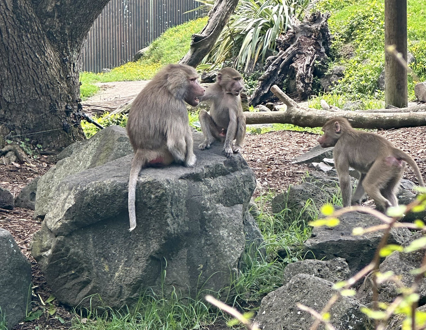 Hamadryas Baboon (Mali’s Family)