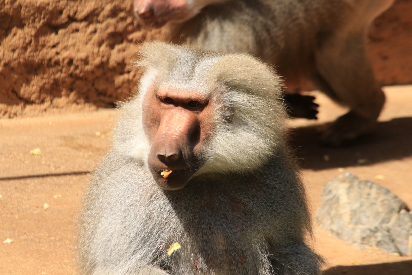 Hamadryas baboon - May 2020