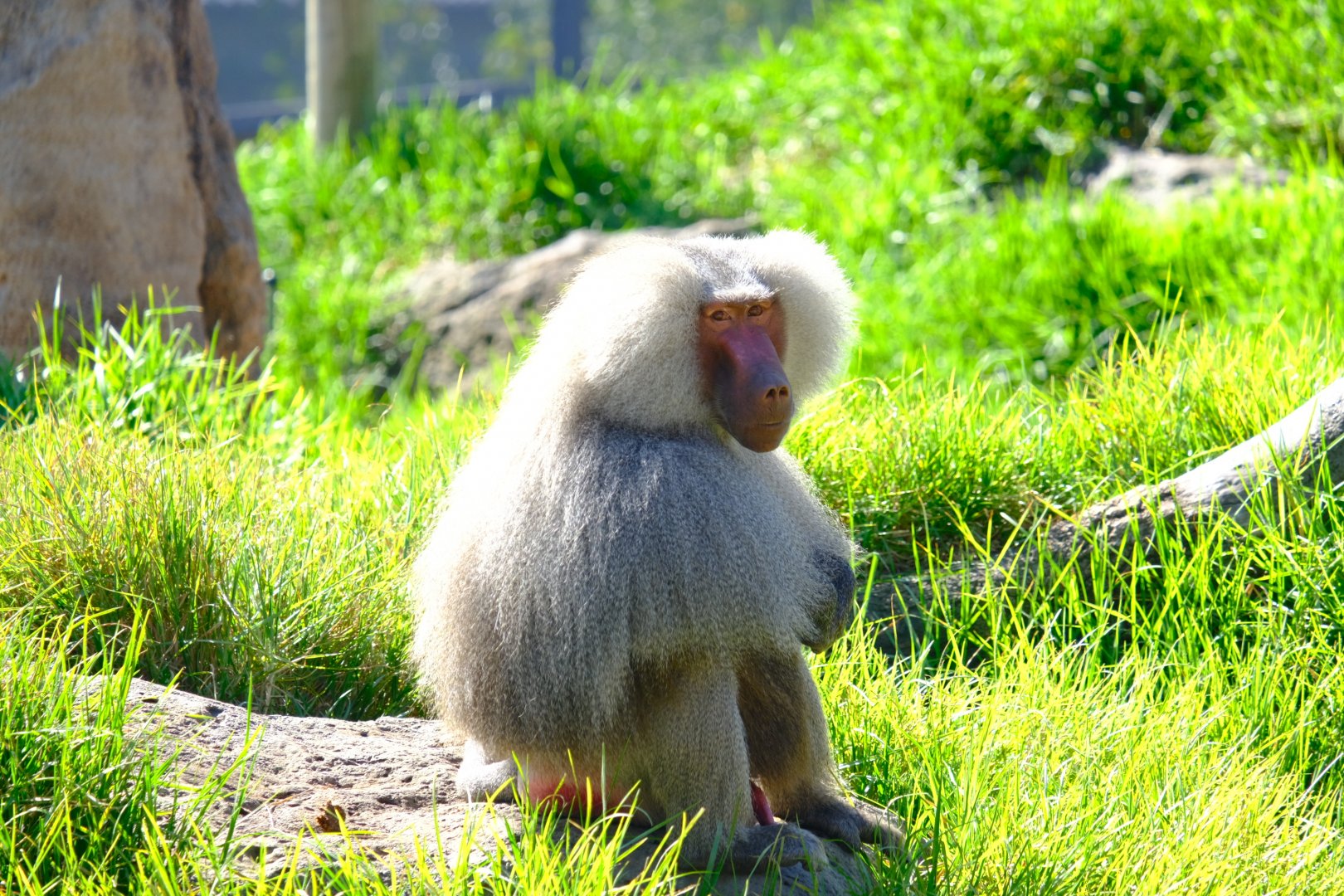 Hamadryas Baboon - Melbourne Zoo