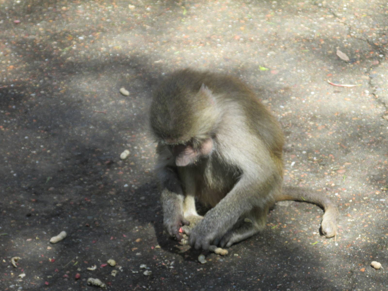 hamadryas baboon  mendoza zoo