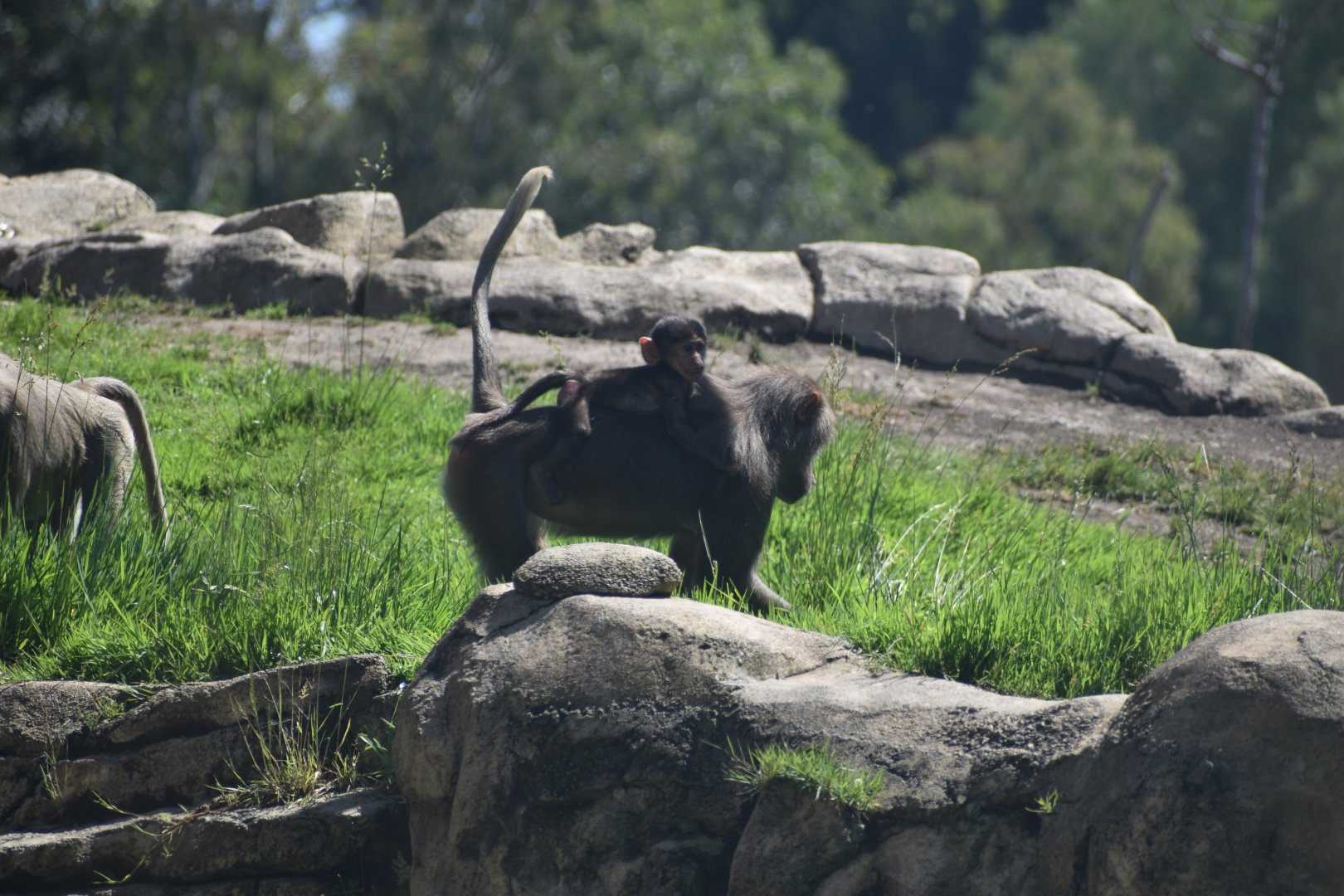 Hamadryas Baboon Mom and Baby